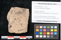 Foto (Objekt + Etikett) von Araucaria sternbergii Goeppert (NHMW-GEO-2024-0188-8270)